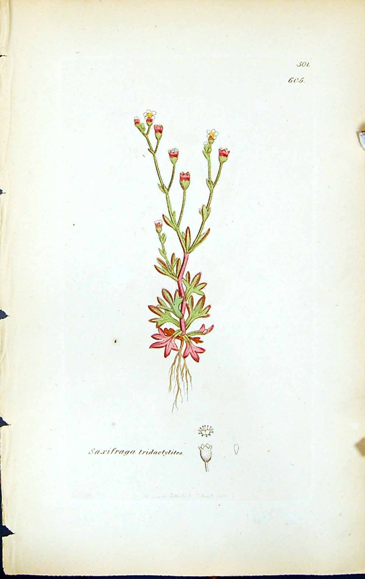 Old Saxifraga Tridactylites British Plants Botany 1847 Sowerby Smith Victorian
