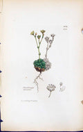 Antique Print Saxifraga Muscoides British Plants Botany 1847 Sowerby Smith 19th
