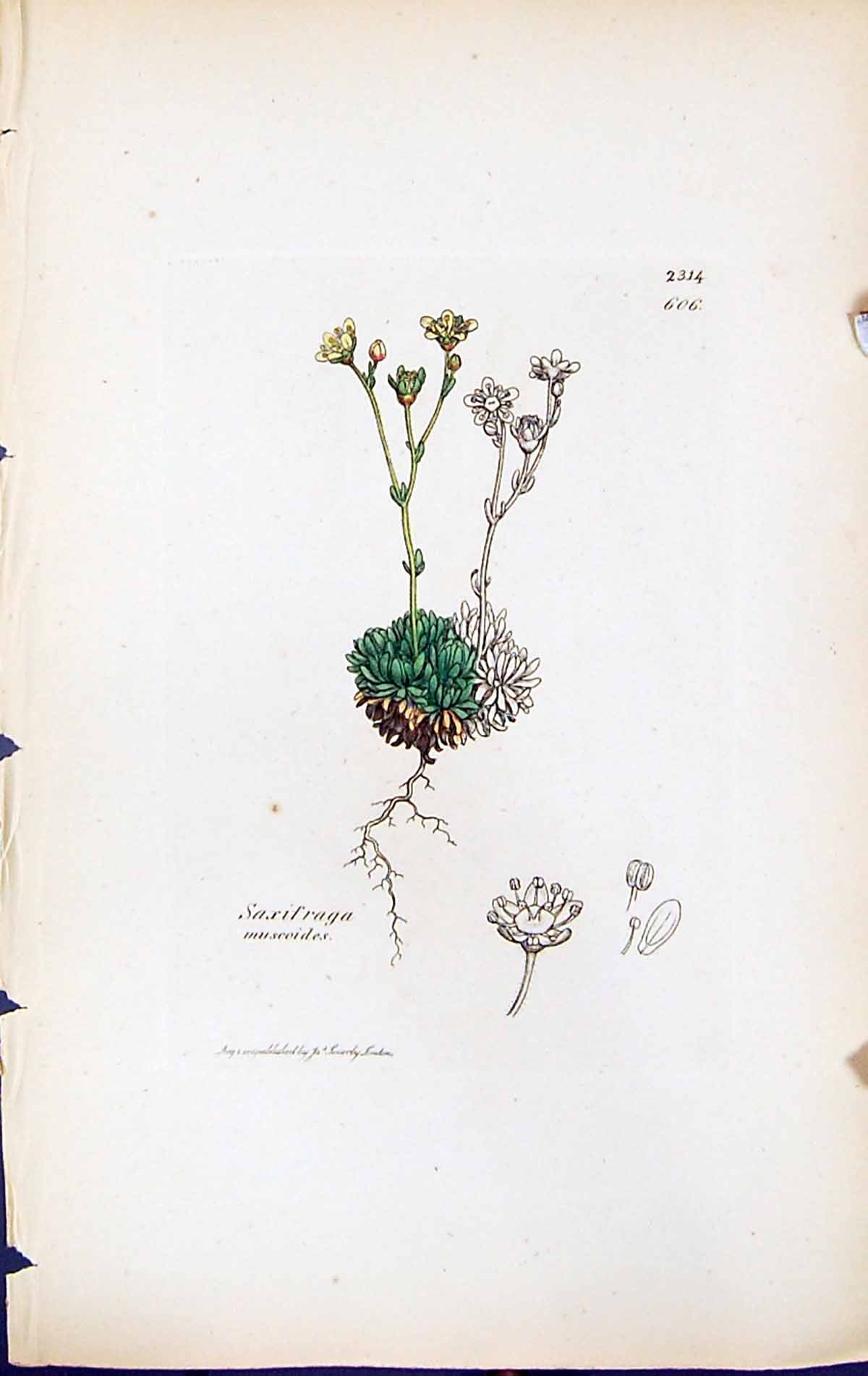 Antique Print Saxifraga Muscoides British Plants Botany 1847 Sowerby Smith 19th