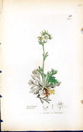 Antique Old Print Saxifraga Palmata British Plants Botany 1847 Sowerby Smith
