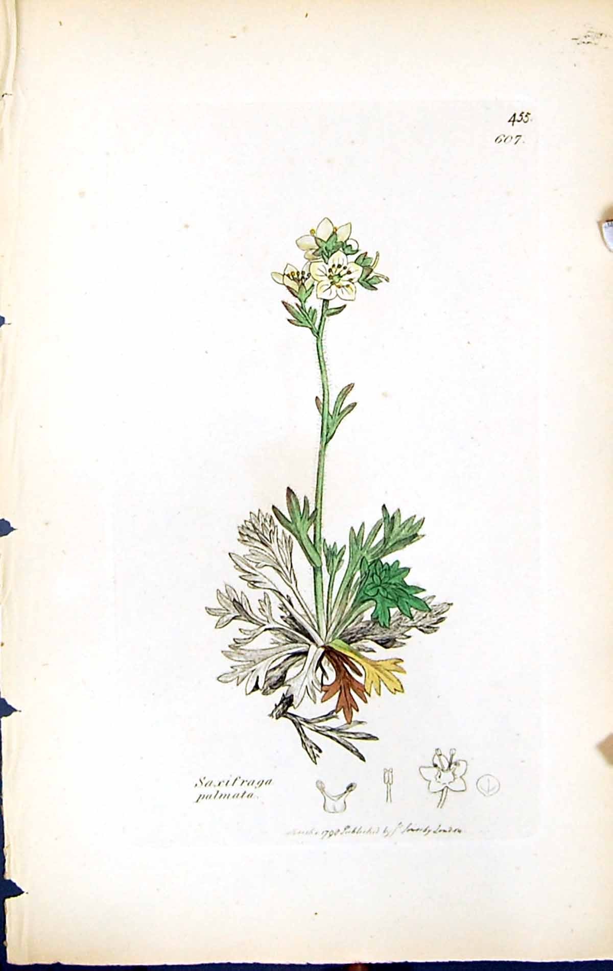 Antique Old Print Saxifraga Palmata British Plants Botany 1847 Sowerby Smith