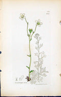 Antique Old Print Saxifraga Hirta British Plants Botany 1847 Sowerby Smith 19th