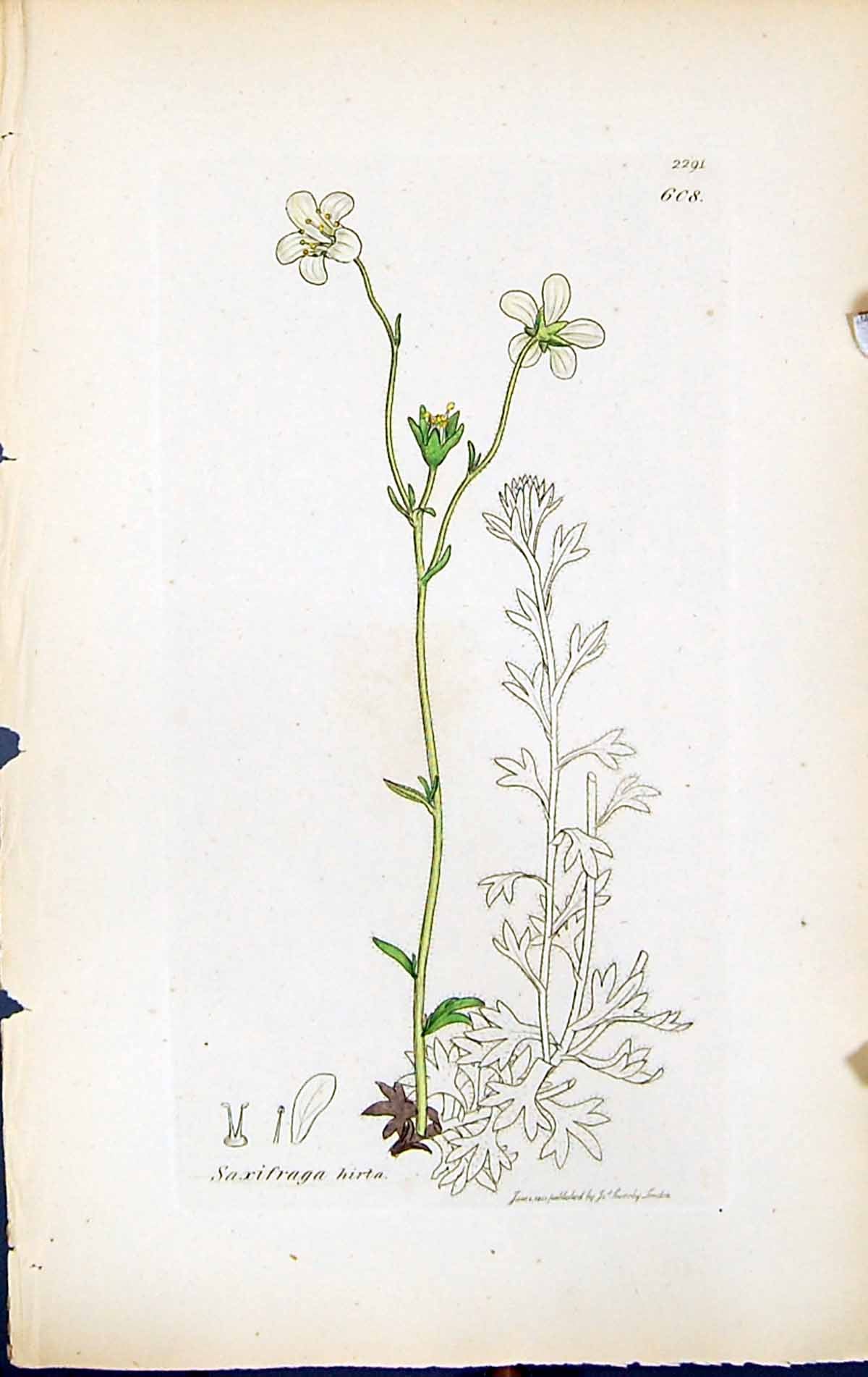 Antique Old Print Saxifraga Hirta British Plants Botany 1847 Sowerby Smith 19th