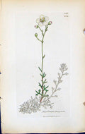 Old Print Saxifraga Platypetala British Plants Botany 1847 Sowerby Smith 19th