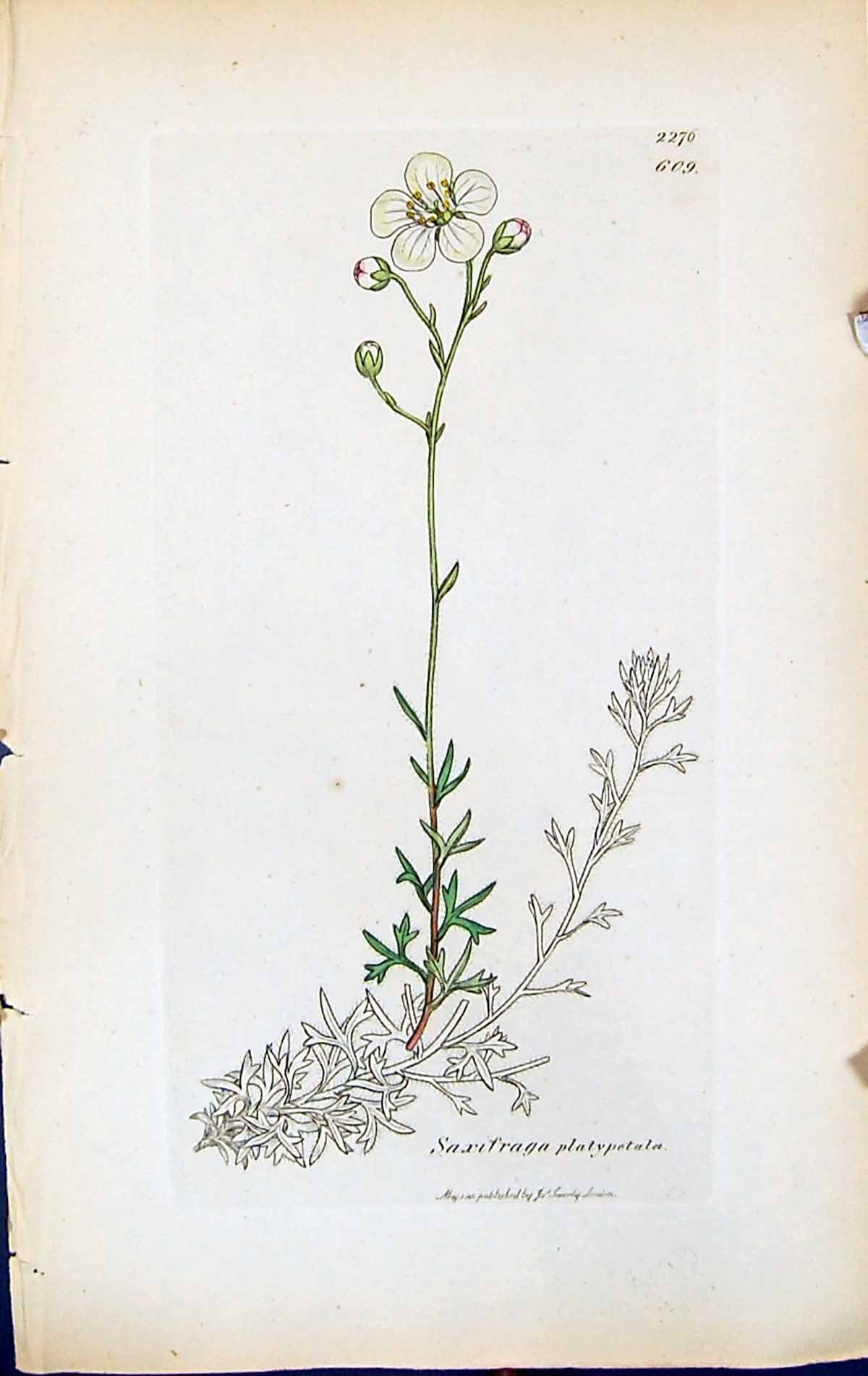 Old Print Saxifraga Platypetala British Plants Botany 1847 Sowerby Smith 19th