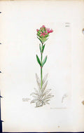Old Print Lychnis Alpina British Plants Botany 1847 Sowerby Smith Colour 19th