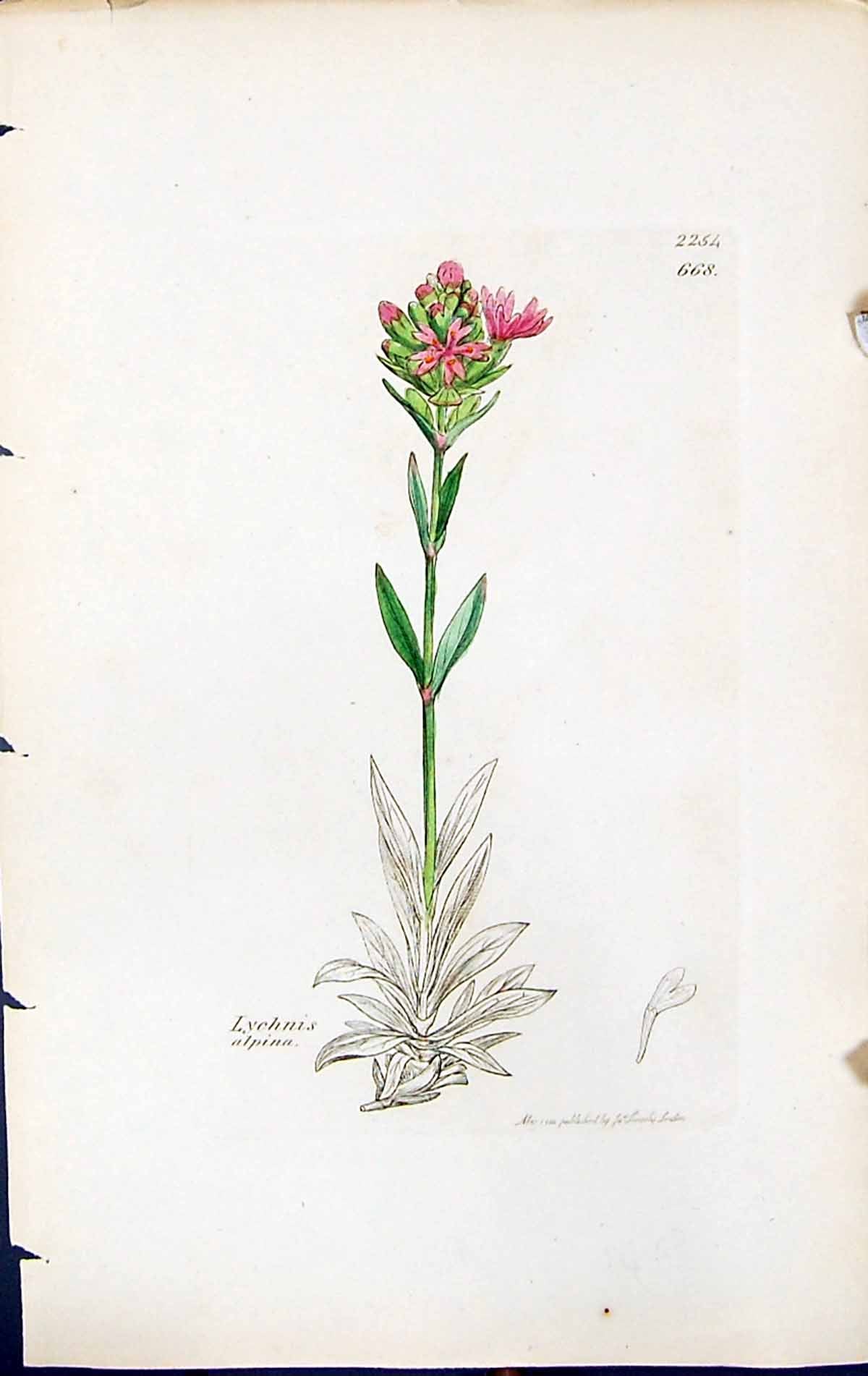 Old Print Lychnis Alpina British Plants Botany 1847 Sowerby Smith Colour 19th