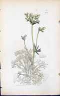 Antique Print Saxifraga Pedatifida British Plants Botany 1847 Sowerby Smith