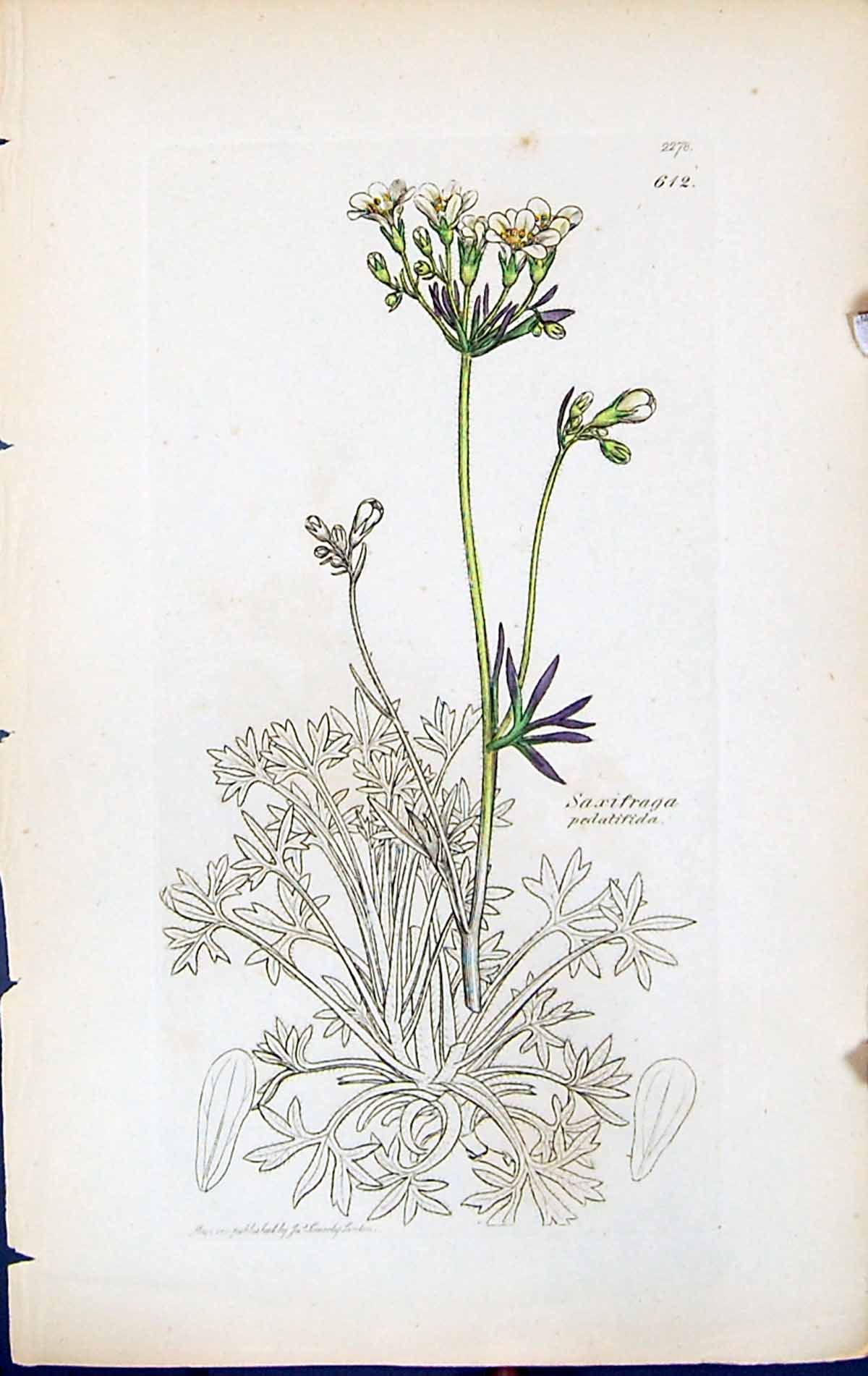 Antique Print Saxifraga Pedatifida British Plants Botany 1847 Sowerby Smith
