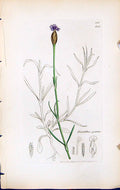 Antique Old Print Dianthus Prolifer British Plants Botany 1847 Sowerby Smith