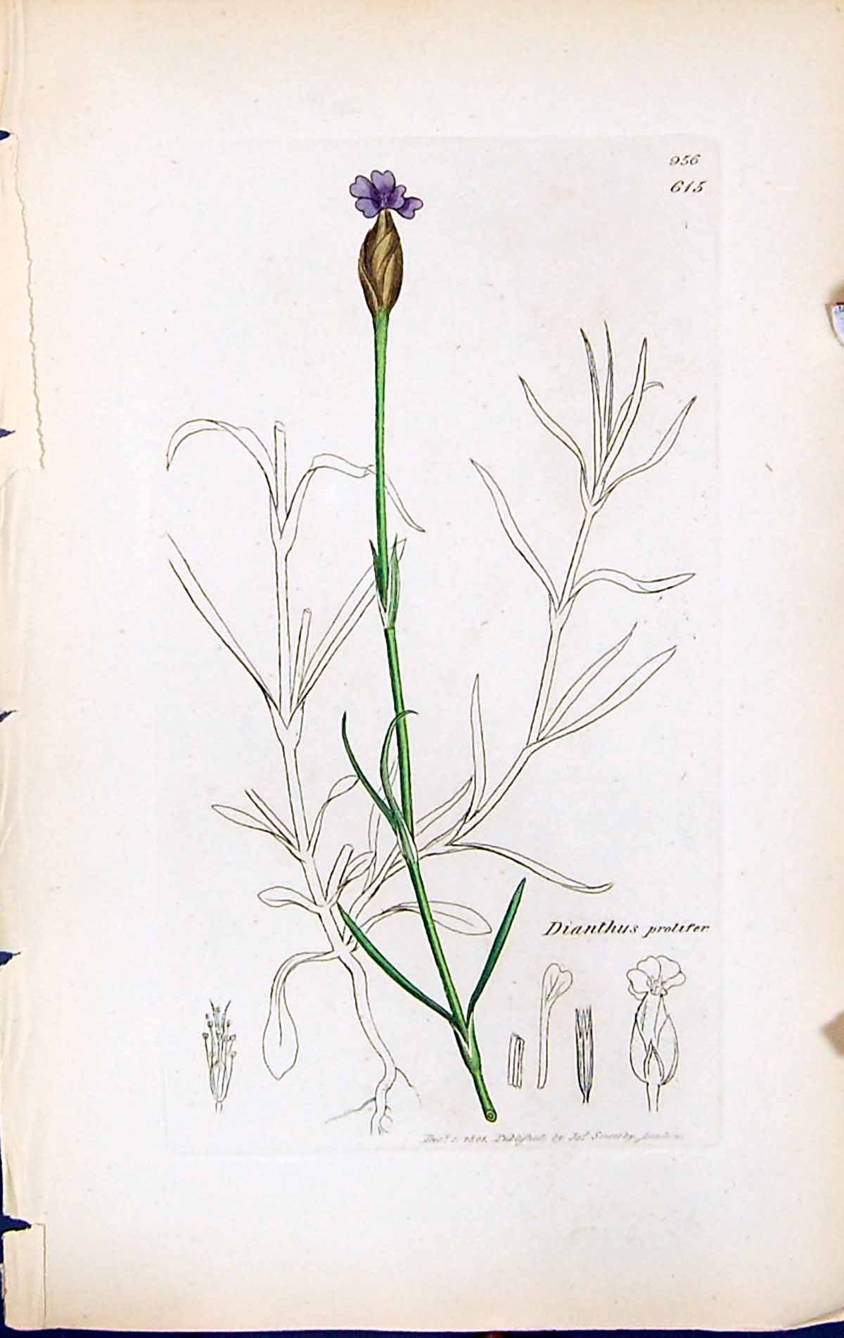 Antique Old Print Dianthus Prolifer British Plants Botany 1847 Sowerby Smith