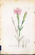 Old Print Dianthus Caryophyllus British Plants Botany 1847 Sowerby Smith 19th