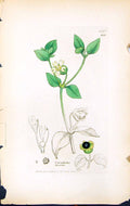 Antique Old Print Cucubalus Baccifer British Plants Botany 1847 Sowerby Smith