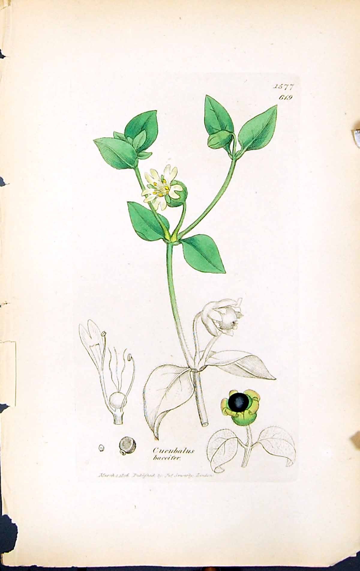 Antique Old Print Cucubalus Baccifer British Plants Botany 1847 Sowerby Smith