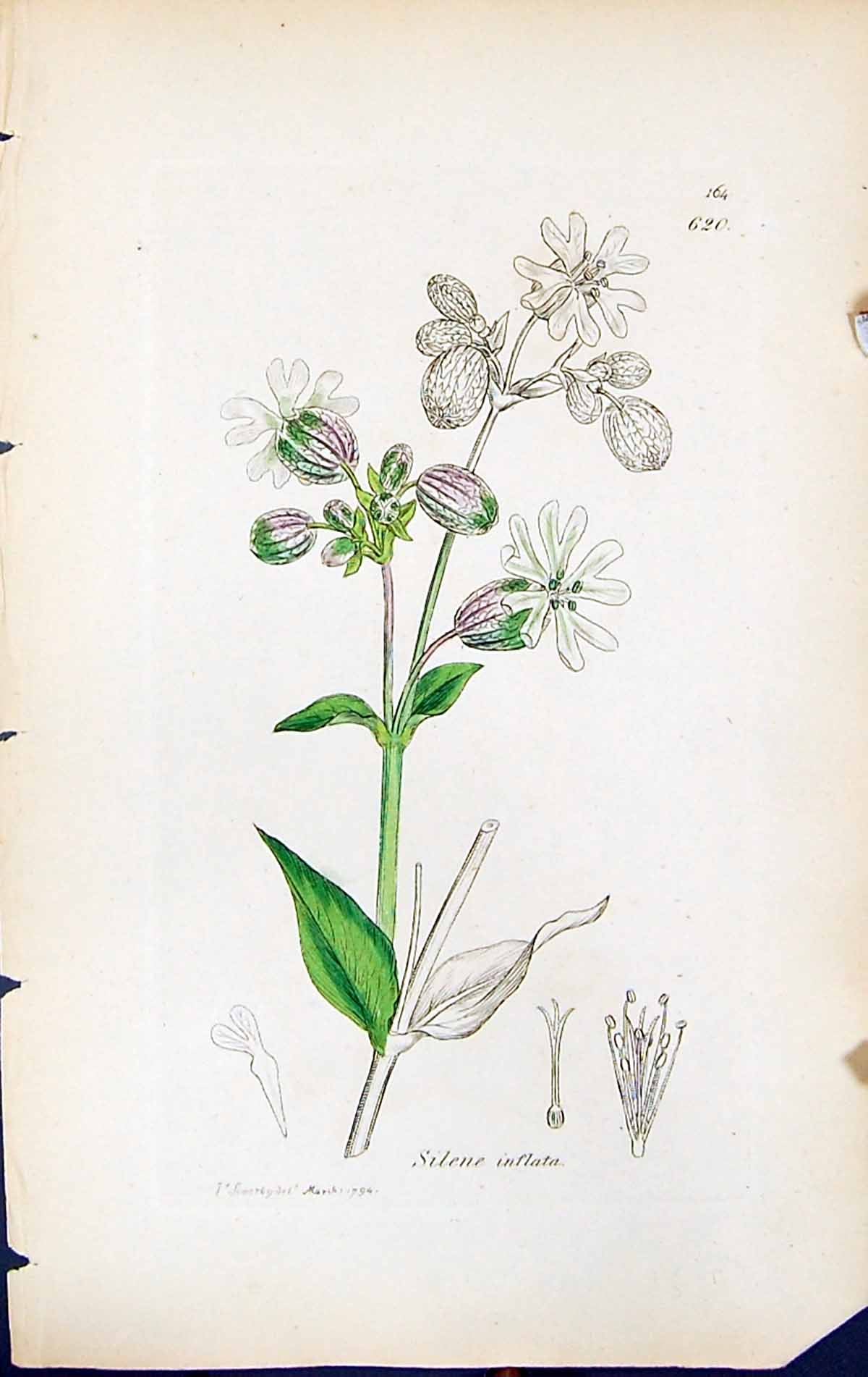 Old Print Silene Inflata British Plants Botany 1847 Sowerby Smith Colour 19th
