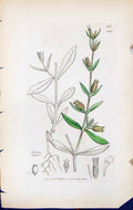 Old Print Silene Anglica British Plants Botany 1847 Sowerby Smith Colour 19th