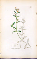 Old Print Silene Quinquervulnera British Plants Botany 1847 Sowerby Smith 19th