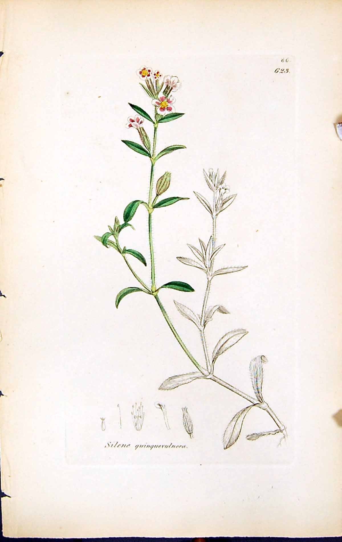 Old Print Silene Quinquervulnera British Plants Botany 1847 Sowerby Smith 19th