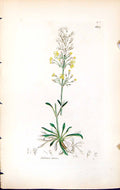 Antique Print Silene Otites British Plants Botany 1847 Sowerby Smith Colour