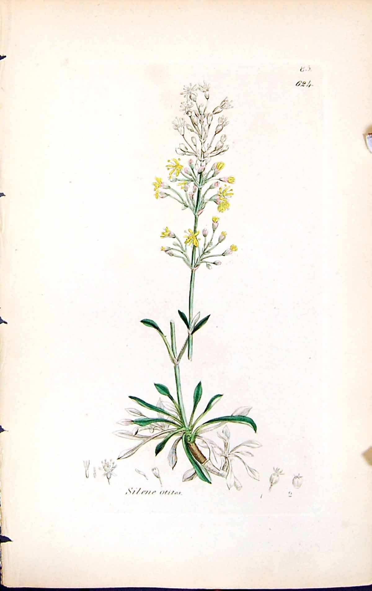 Antique Print Silene Otites British Plants Botany 1847 Sowerby Smith Colour