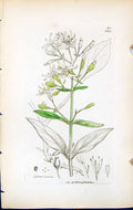 Old Print Silene Nutans British Plants Botany 1847 Sowerby Smith Colour 19th