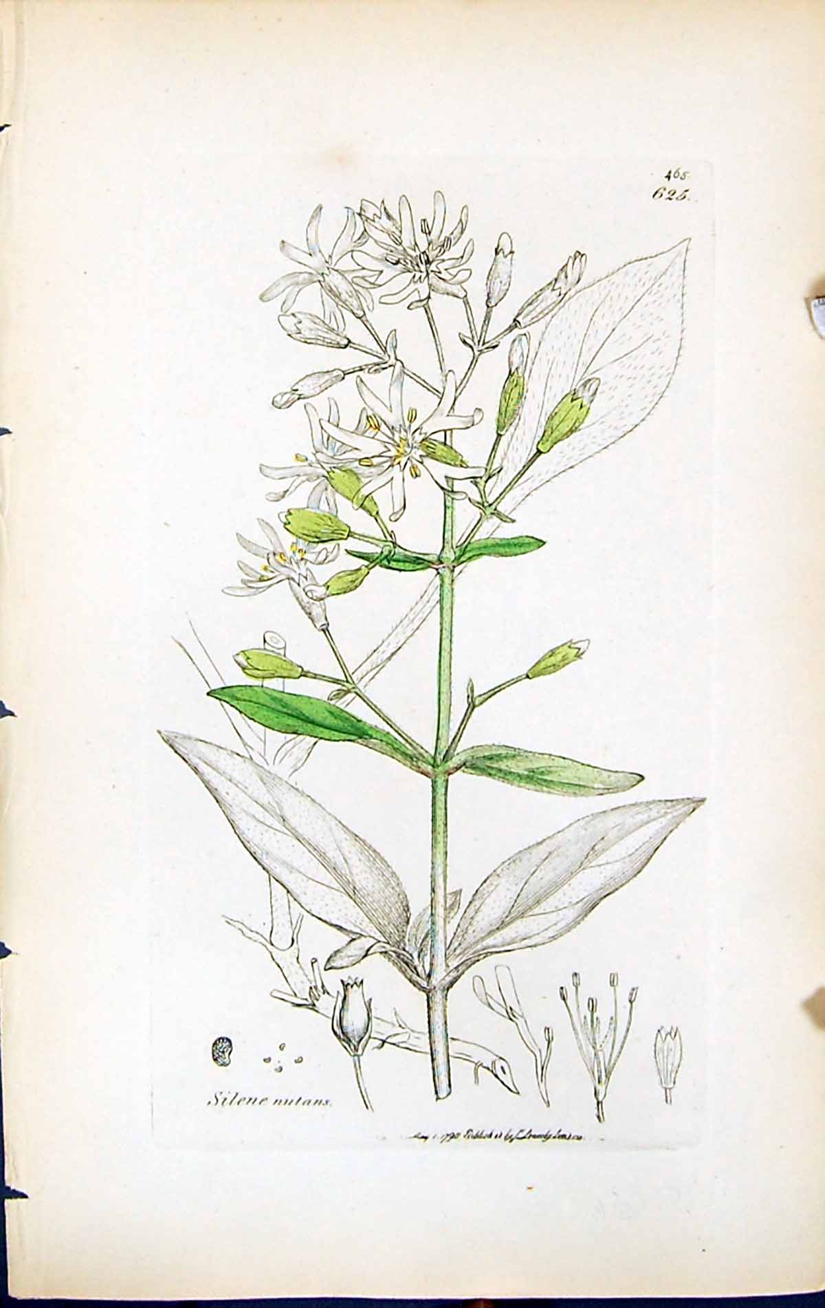 Old Print Silene Nutans British Plants Botany 1847 Sowerby Smith Colour 19th