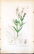 Antique Print Silene Conica British Plants Botany 1847 Sowerby Smith Colour