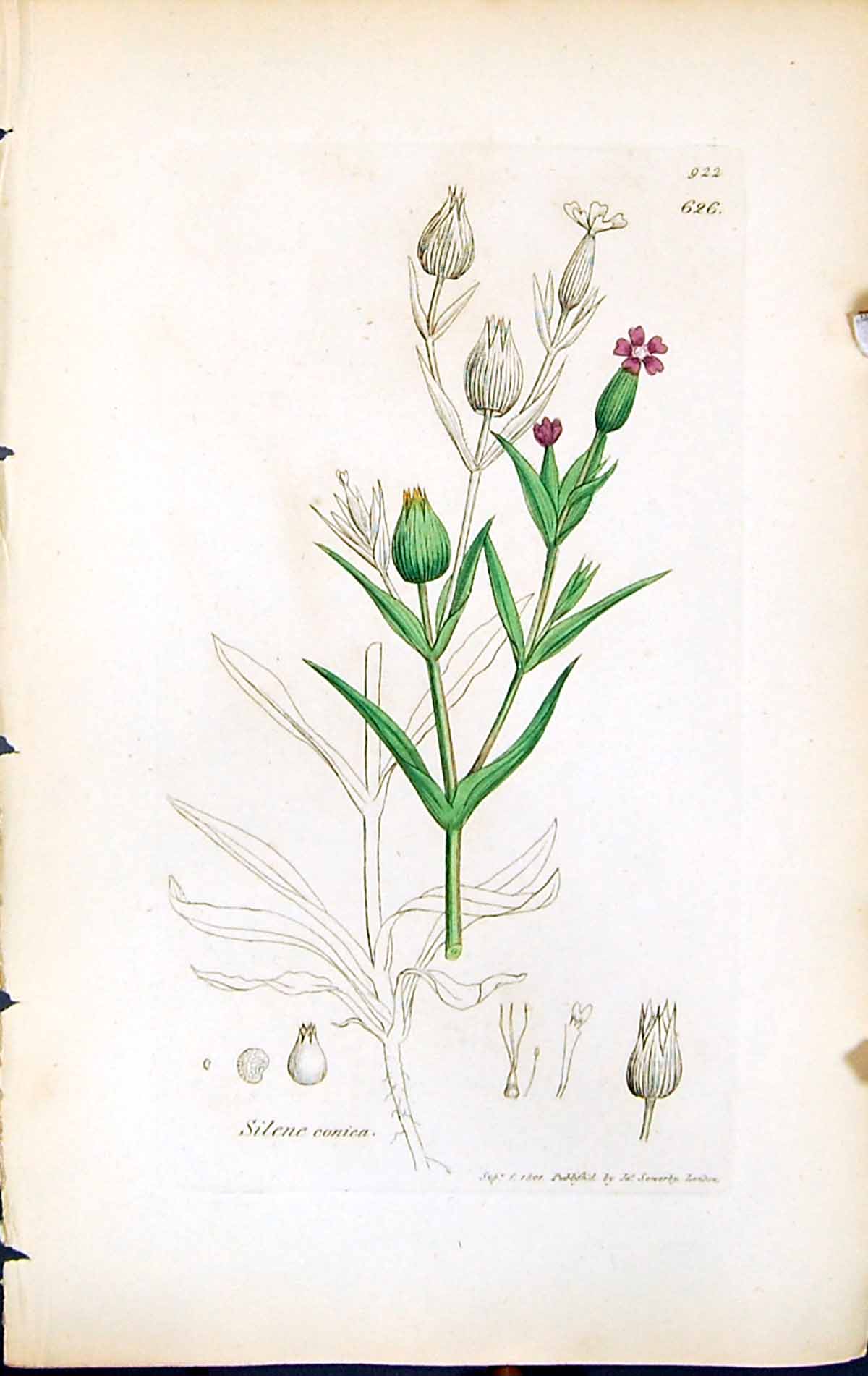 Antique Print Silene Conica British Plants Botany 1847 Sowerby Smith Colour