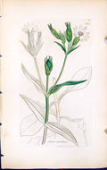 Antique Old Print Silene Noctiflora British Plants Botany 1847 Sowerby Smith