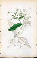 Antique Old Print Stellaria Nemorum British Plants Botany 1847 Sowerby Smith