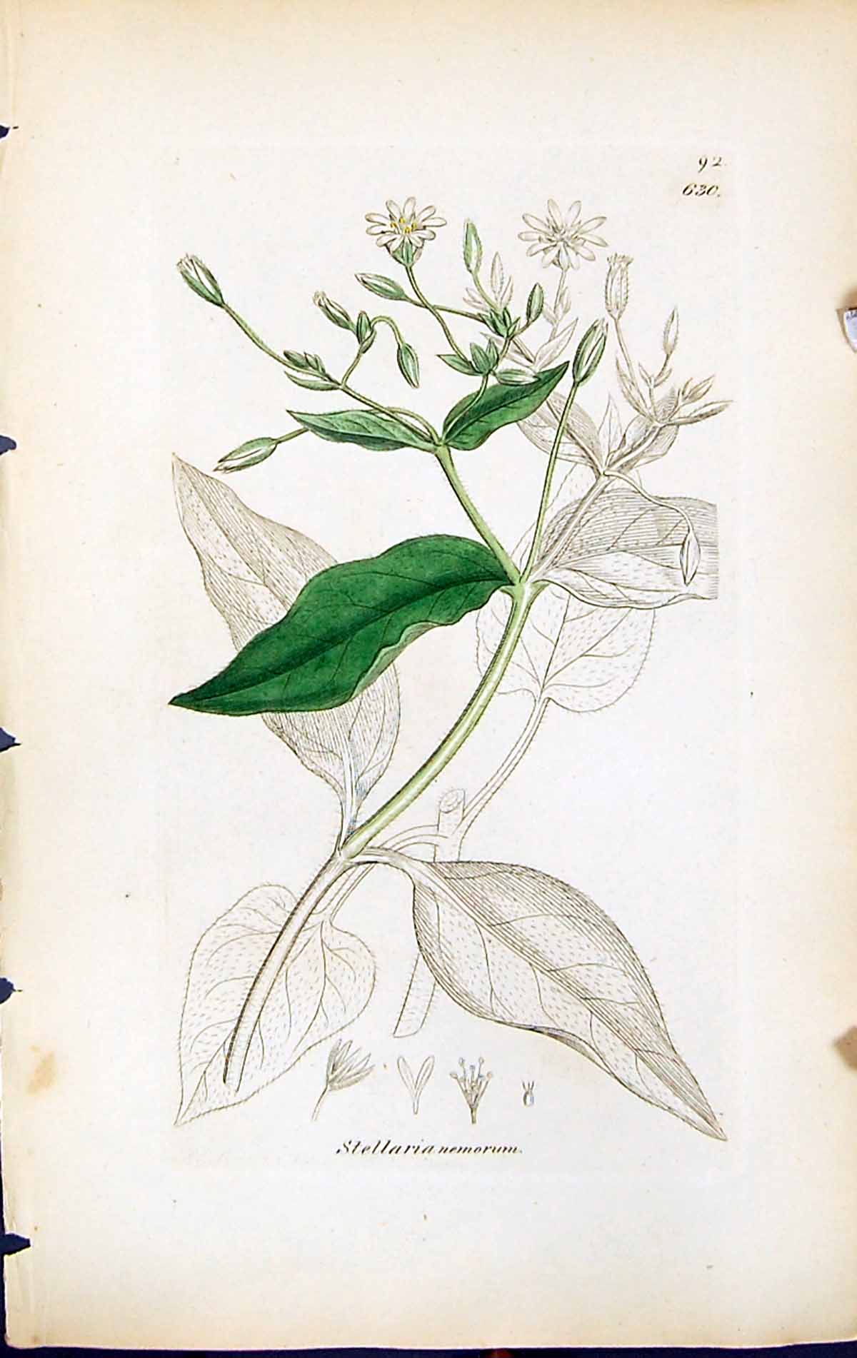 Antique Old Print Stellaria Nemorum British Plants Botany 1847 Sowerby Smith