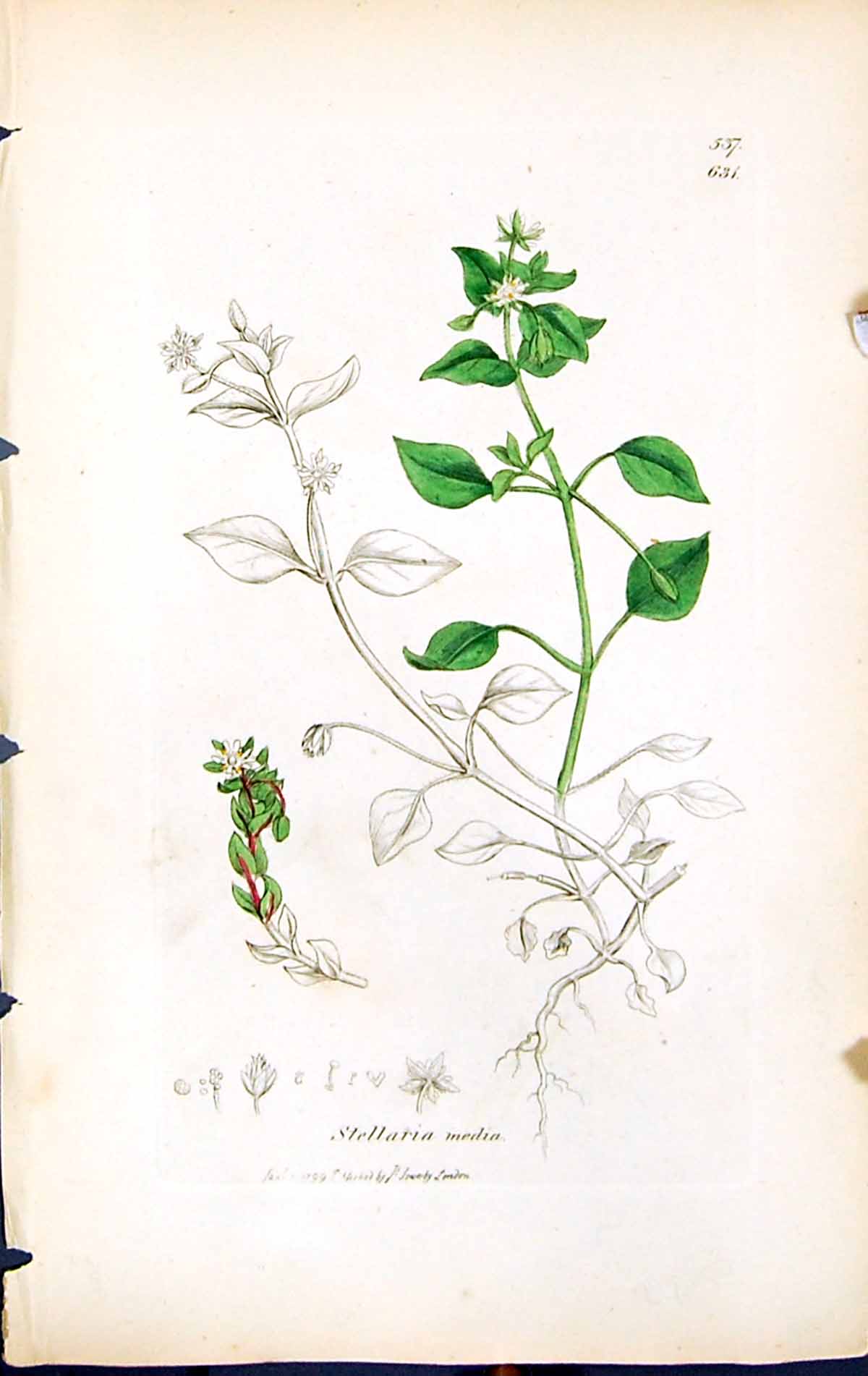 Antique Old Print Stellaria Media British Plants Botany 1847 Sowerby Smith 19th