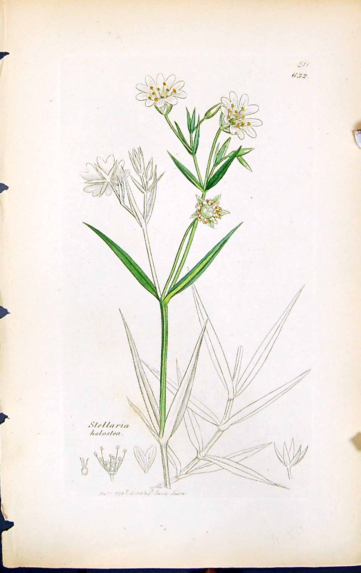 Antique Old Print Stellaria Holostea British Plants Botany 1847 Sowerby Smith