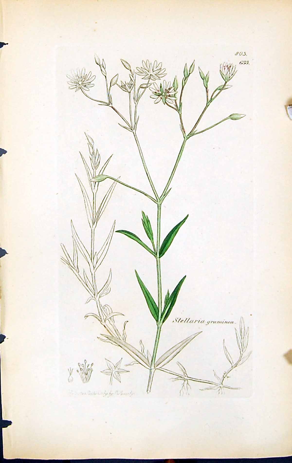 Antique Old Print Stellaria Graminea British Plants Botany 1847 Sowerby Smith