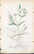 Antique Old Print Stellaria Glauca British Plants Botany 1847 Sowerby Smith