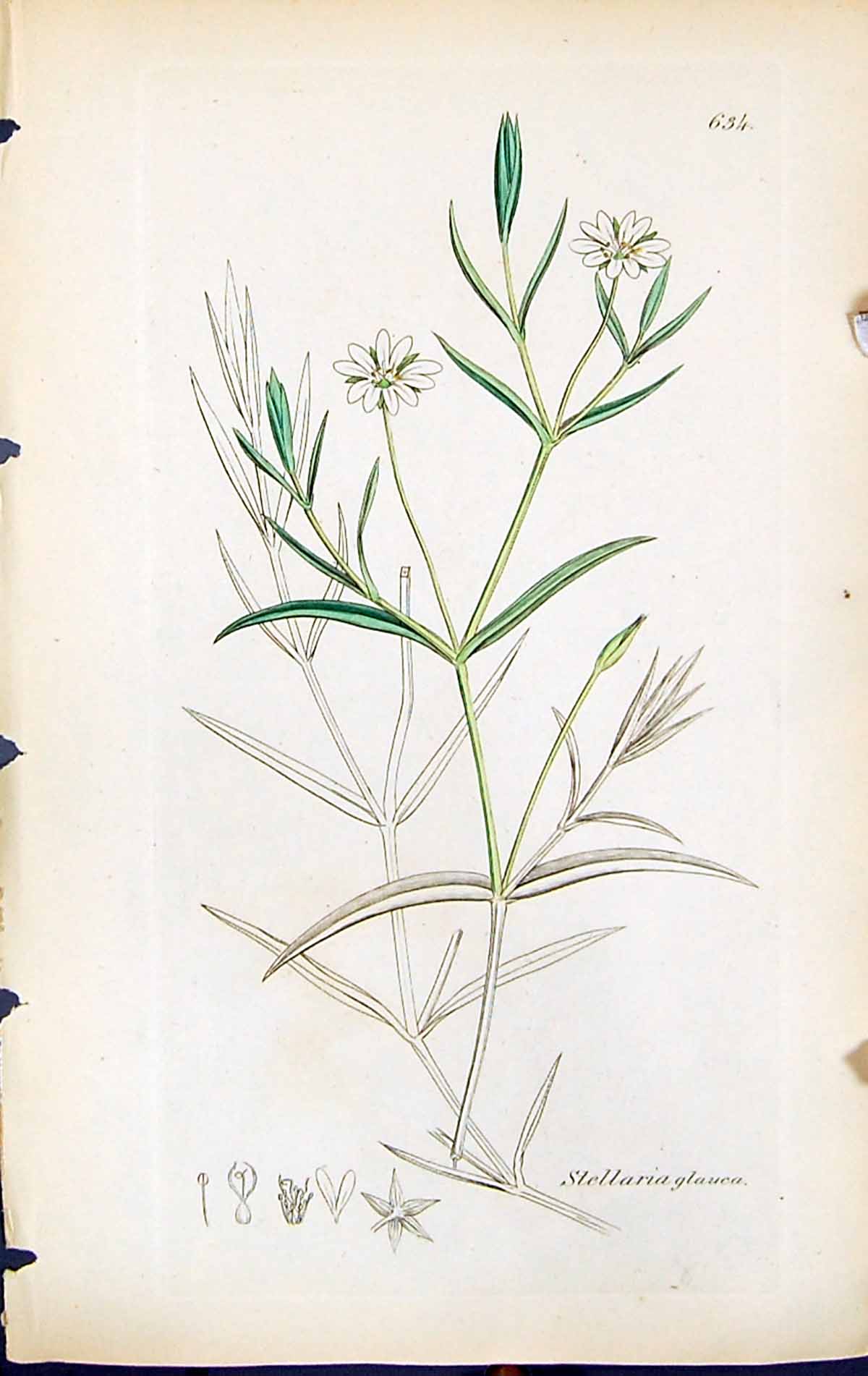 Antique Old Print Stellaria Glauca British Plants Botany 1847 Sowerby Smith