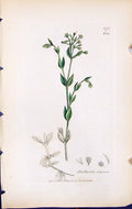 Antique Print Stellaria Uliginosa British Plants Botany 1847 Sowerby Smith 19th
