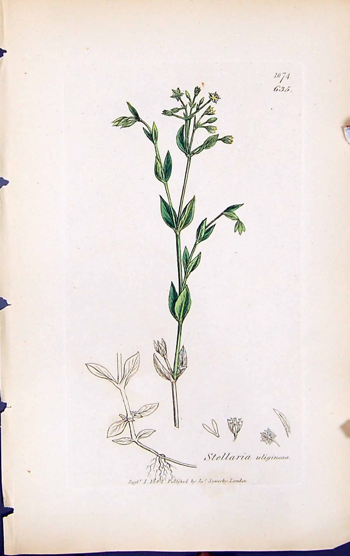 Antique Print Stellaria Uliginosa British Plants Botany 1847 Sowerby Smith 19th