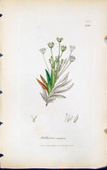 Antique Print Stellaria Scapigera British Plants Botany 1847 Sowerby Smith 19th