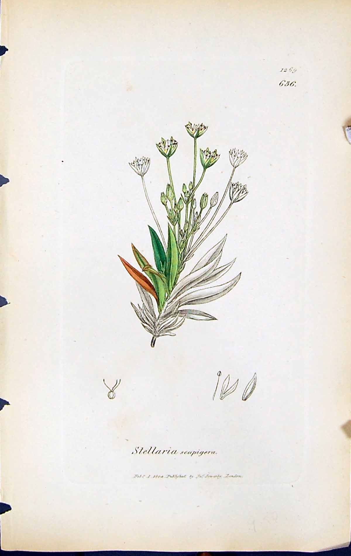 Antique Print Stellaria Scapigera British Plants Botany 1847 Sowerby Smith 19th