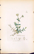 Old Print Stellaria Cerastoides British Plants Botany 1847 Sowerby Smith 19th