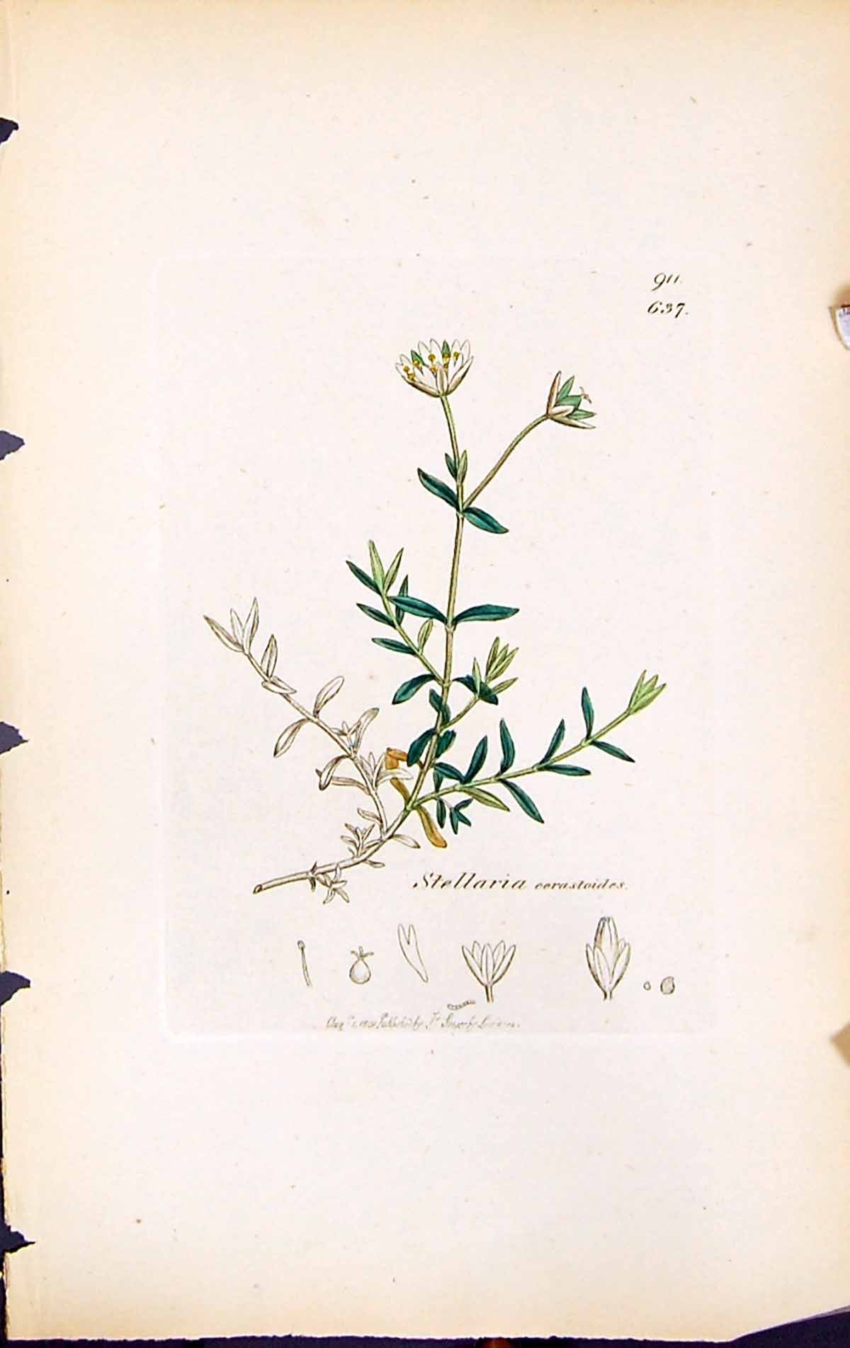 Old Print Stellaria Cerastoides British Plants Botany 1847 Sowerby Smith 19th