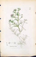 Old Print Arenaria Rubra British Plants Botany 1847 Sowerby Smith Colour 19th