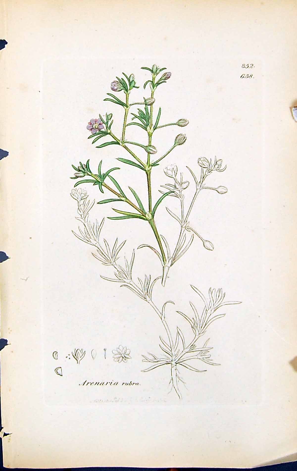 Old Print Arenaria Rubra British Plants Botany 1847 Sowerby Smith Colour 19th