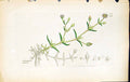 Antique Old Print Arenaria Marina British Plants Botany 1847 Sowerby Smith 19th