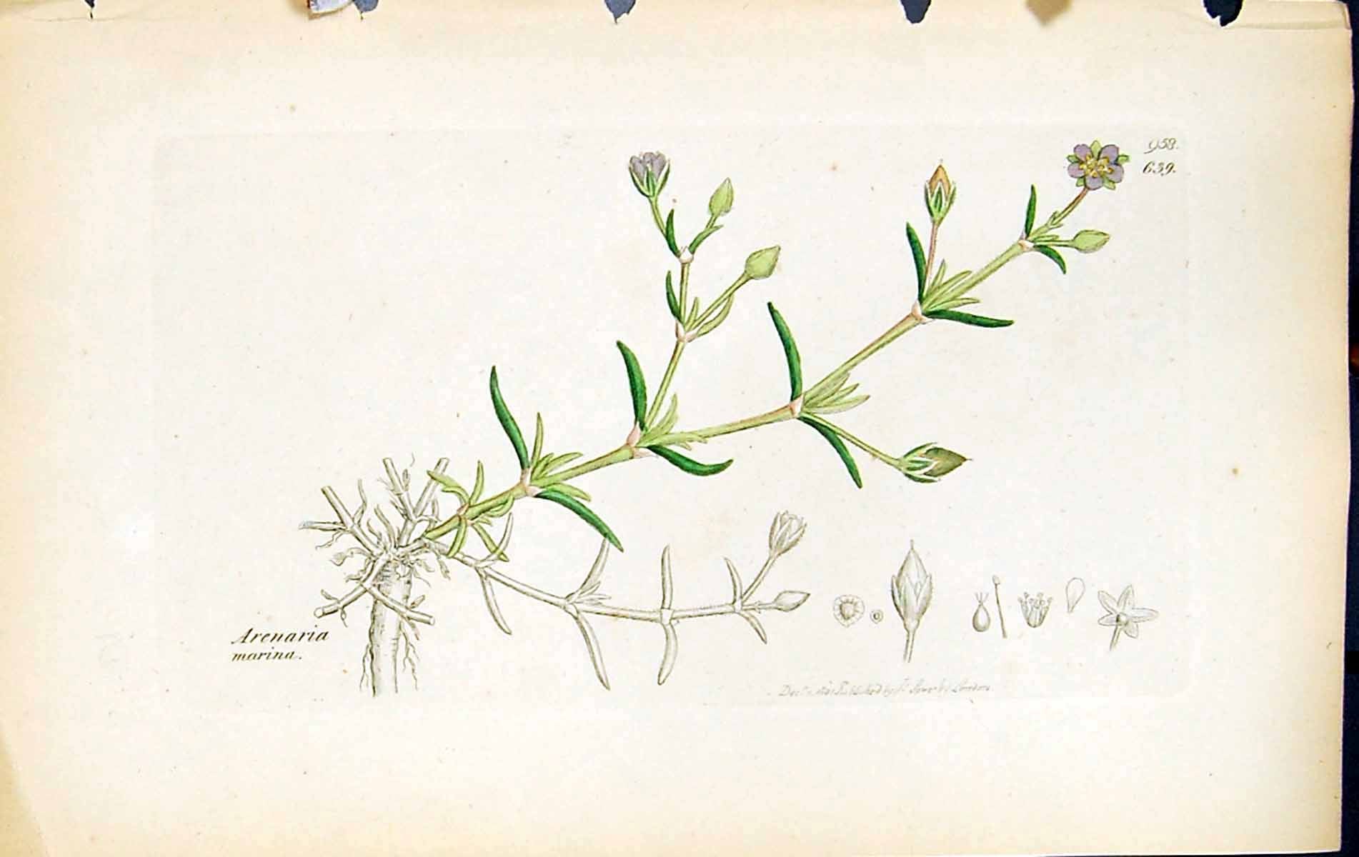 Antique Old Print Arenaria Marina British Plants Botany 1847 Sowerby Smith 19th
