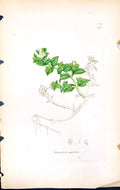 Antique Old Print Arenaria Peploides British Plants Botany 1847 Sowerby Smith