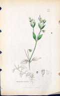 Antique Old Print Arenaria Trinervis British Plants Botany 1847 Sowerby Smith
