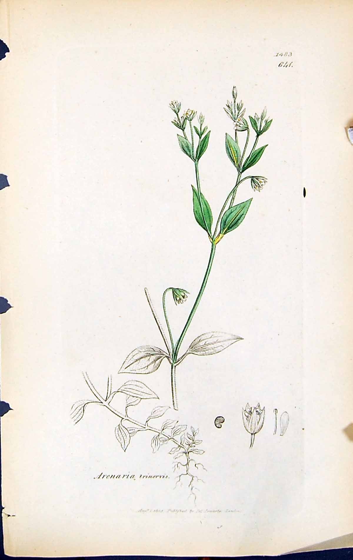 Antique Old Print Arenaria Trinervis British Plants Botany 1847 Sowerby Smith