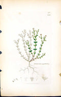 Old Print Arenaria Serpyllifolia British Plants Botany 1847 Sowerby Smith 19th